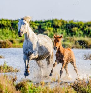 Paardencoach Inspiratiedag in Barneveld