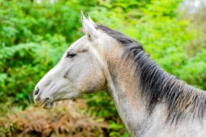 Online workshop essentiële oliën bij paarden